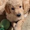 Goldendoodles