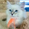 Sweet Hypoallergenic Siberian Female Kitten with Blue Eyes