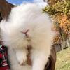 Prince VERY SOCIALIZED LITTER BOX TRAINED 