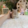 Baby Doll Face Netherland Dwarf Bunny Available For Reservation