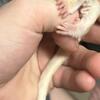 Baby Male Sugar glider 