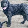 Sterling F1 standard goldendoodle