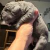 AKC Health Tested Cane Corso Puppies