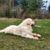 AKC Golden Retriever Male