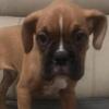 Boxer fawn/white male registrable-10 weeks