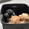 Goldendoodle puppies