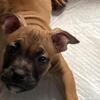 American Bullies 13 weeks(pockets)