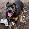 2yrs old blue tri  reg iccf female cane corso
