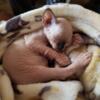 Sphynx Kittens Coming