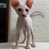 sphynx male ready now