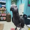 African Gray Timneh Parrot Super sweet