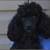 Gorgeous outgoing toy poodle male