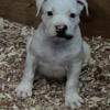2 Male American bully puppies (Ticked)
