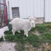 Angora Dam and Wethers