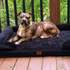 In need of a good home 2 years old spayed