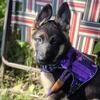 Female 12 week old shepard