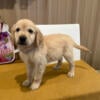 AKC Registered Golden Retriever puppies born July 27, 2024.