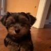 8 week AKC registered Yorkie male puppy located in Macon Ga.