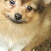 Papplone/Pomeranian  mix 2Beautiful girls all shots & rabies red&white  text 540-6341206