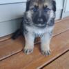 Full Blooded German Shepard Puppies born Sept. 20th