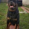 AKC Rottweiler Stud