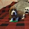 AKC Registered Basset hound puppies