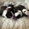 Boston terrier 2 male puppies left