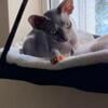 Sphynx kittens in homestead Florida 33033