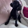 cane corso mix puppies