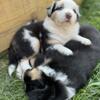 Purebred Australian Shepherd puppies.