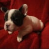 French Bulldog Puppies