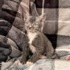 Lykoi (werewolf) Female