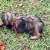 TOY AUSTRALIAN/SHIH TZU PUPPIES FOR SALE