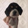 Beagle puppies