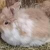 Lionhead bunnies