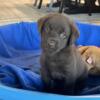 Labrador Puppies Ready now