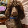 Brown male standard  poodle