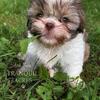 💕 Sweet Shih Tzu Girl Ready for Her Forever Family!