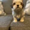 Shih Apso 9 week old Male