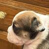 Bulldog puppies