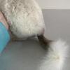 Chinchillas available in many colors