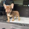 3 month old Frenchie boys