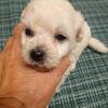 New Bichon puppies  ! Males and females  !