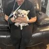 French bulldogs Fluffy