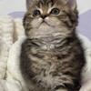 British shorthair kitten male