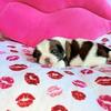 Female Shih Tzu puppies