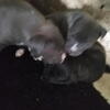 Bully puppies
