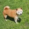 Shiba Inu female available