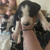 Blue tick and walker mix