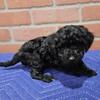 Toy poodle long island ny 600